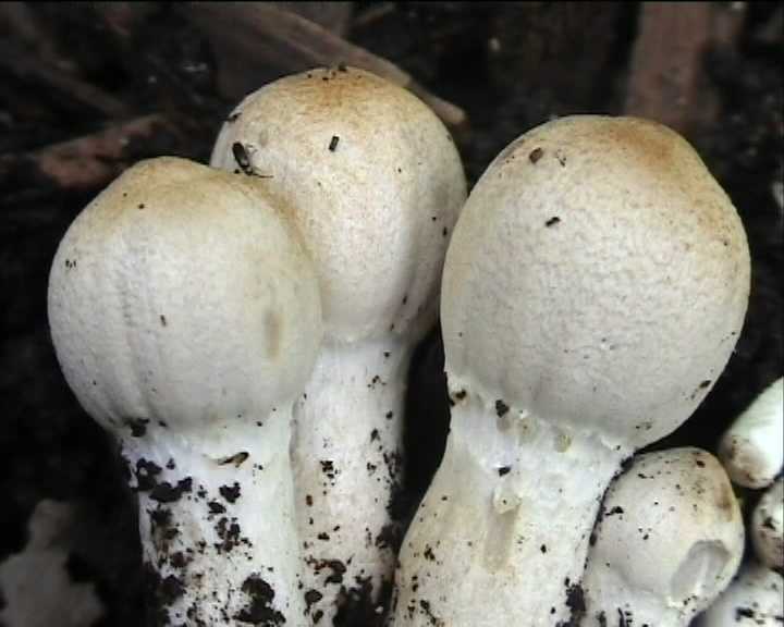 Leucocoprinus cepistipes    4. Giugno  2004
